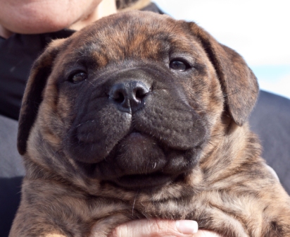 bullmastiff female