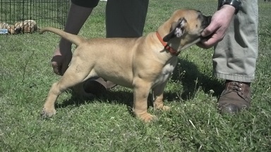 bullmastiff puppies for sale