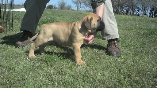bullmastiff puppies for sale