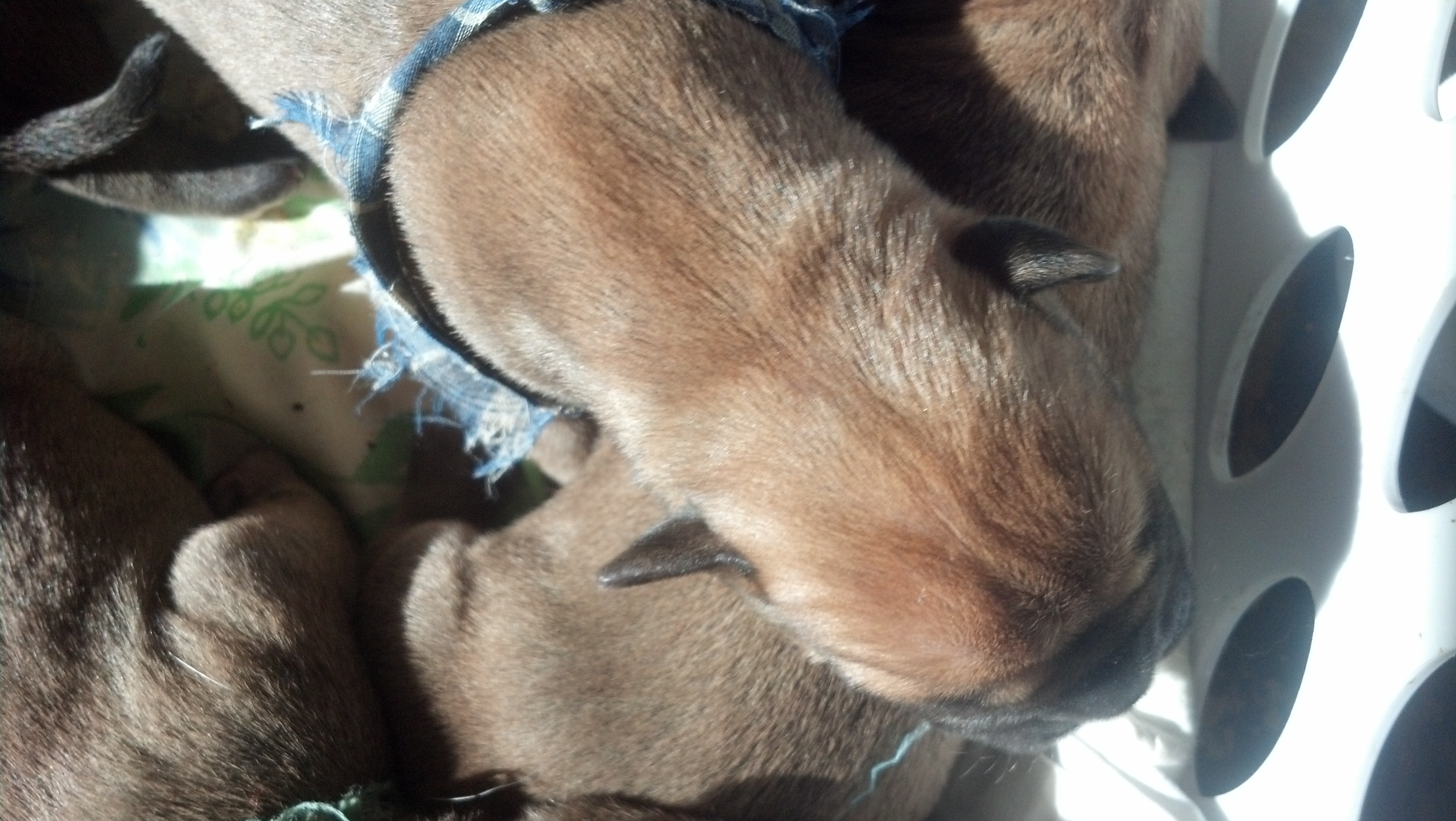  bullmastiff puppies for sale