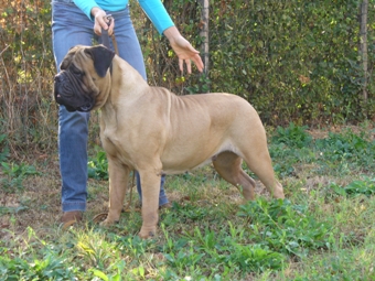 bullmastiff bitch
