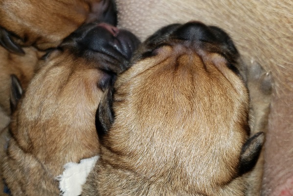 bullmastiff puppies for sale