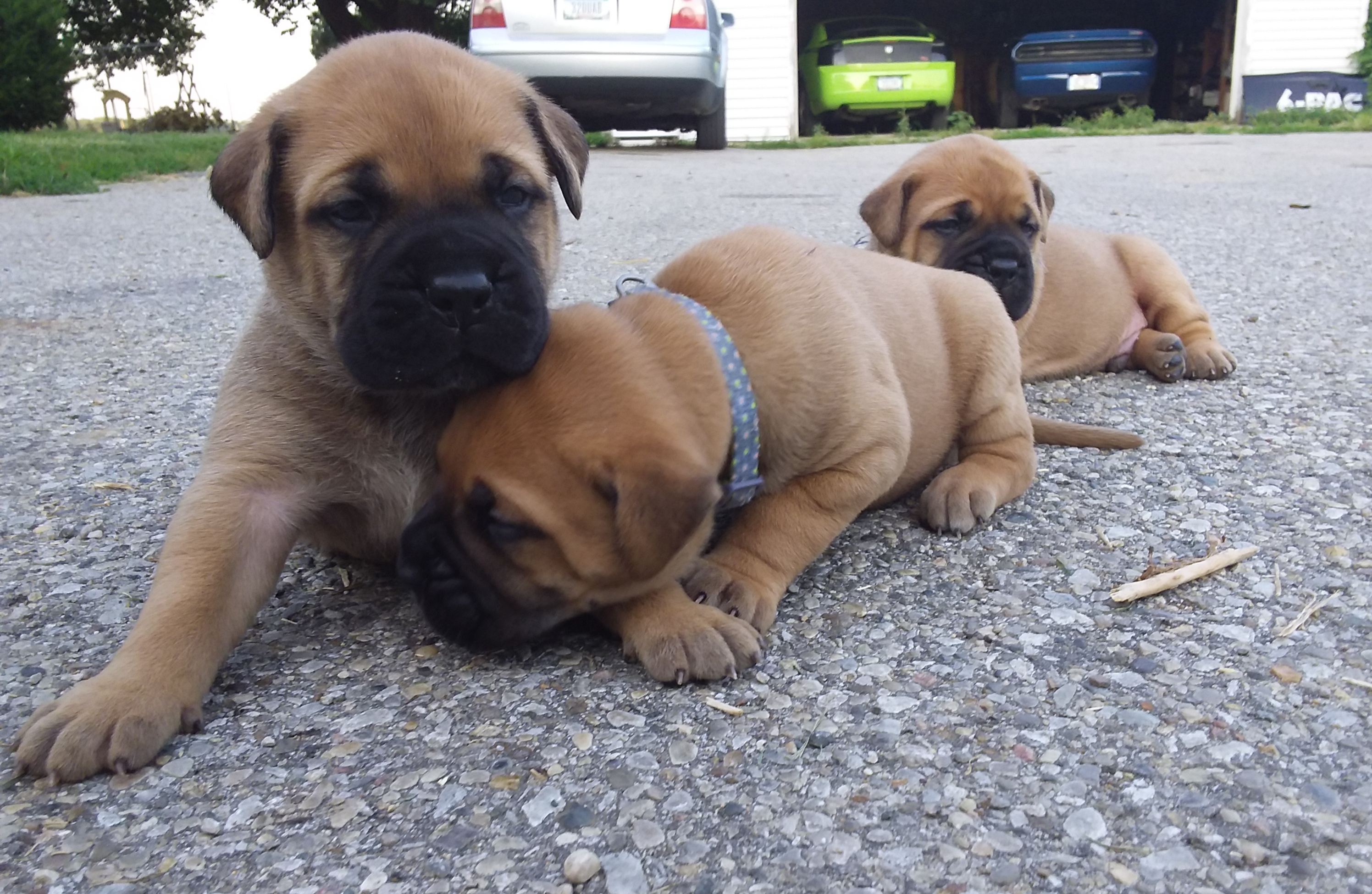 bullmastiff puppies for sale