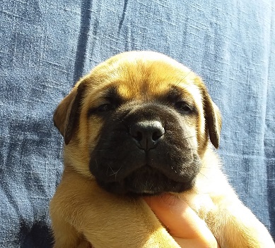 bullmastiff puppies for sale show dogs