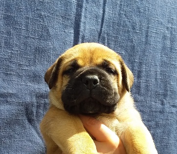 bullmastiff puppies for sale show dogs
