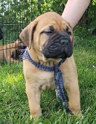 bullmastiff puppies for sale