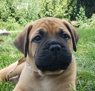 bullmastiff puppies for sale