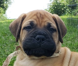 bullmastiff puppies for sale