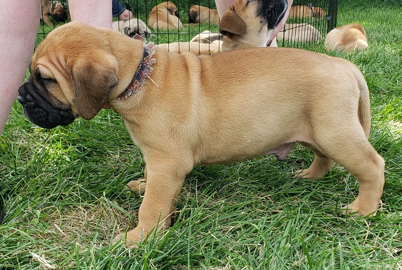 bullmastiff puppies for sale