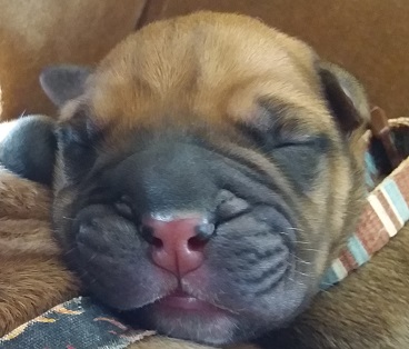 bullmastiff puppies for sale