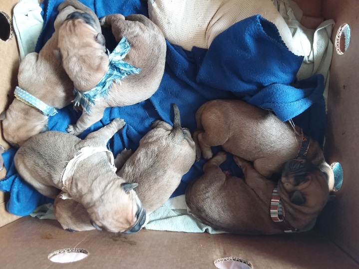 bullmastiff puppies for sale