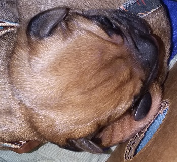 bullmastiff puppies for sale