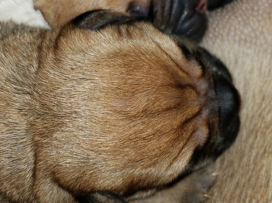 bullmastiff puppies for sale