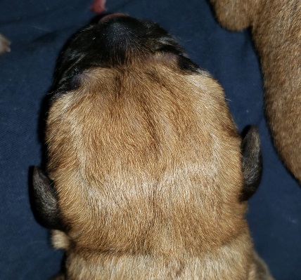bullmastiff puppies for sale