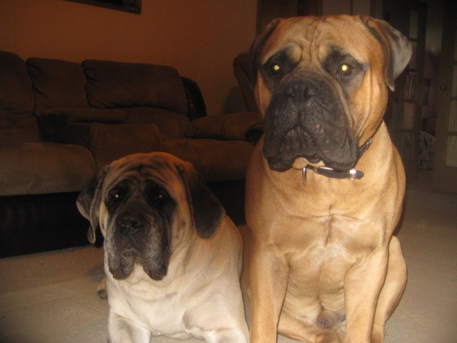 bulmastiff