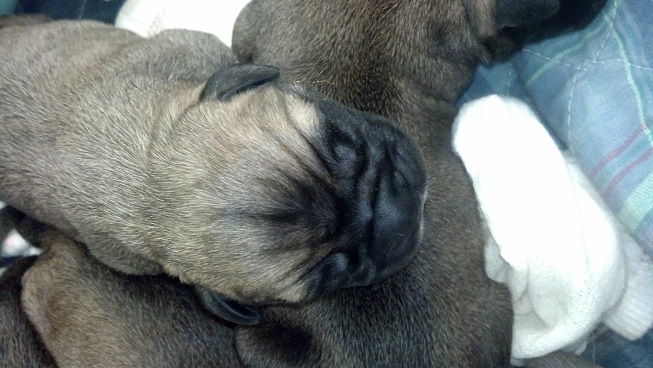 bullmastiff puppies for sale