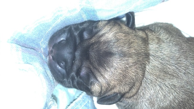 bullmastiff puppies for sale