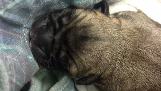 bullmastiff puppies for sale