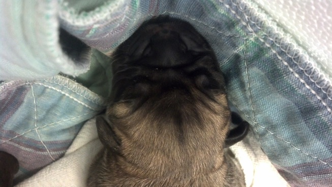 bullmastiff puppies for sale