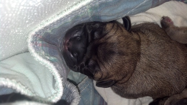 bullmastiff puppies for sale