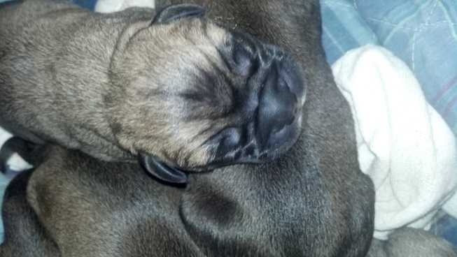 bullmastiff puppies for sale