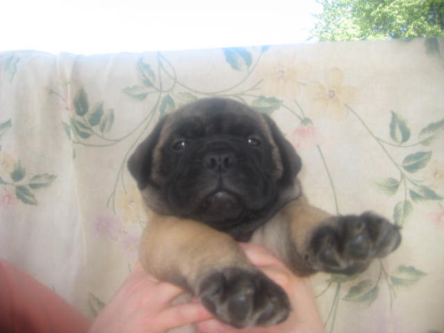 bullmastiff puppies for sale