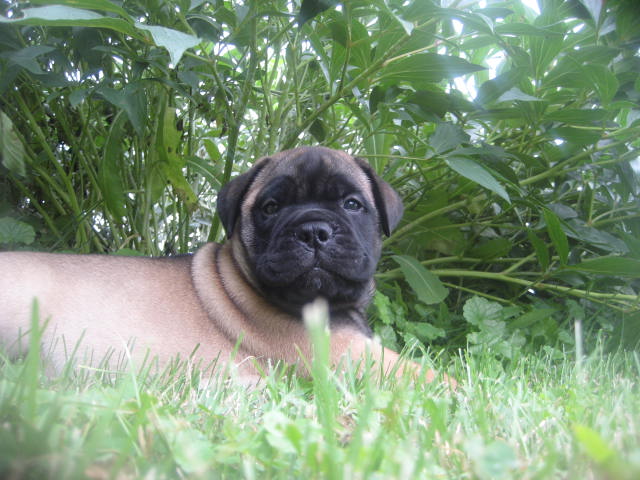 bullmastiff puppies for sale