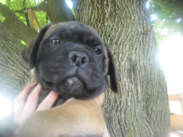 bullmastiff puppies for sale
