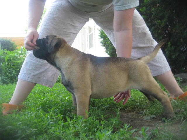 bullmastiff puppies for sale
