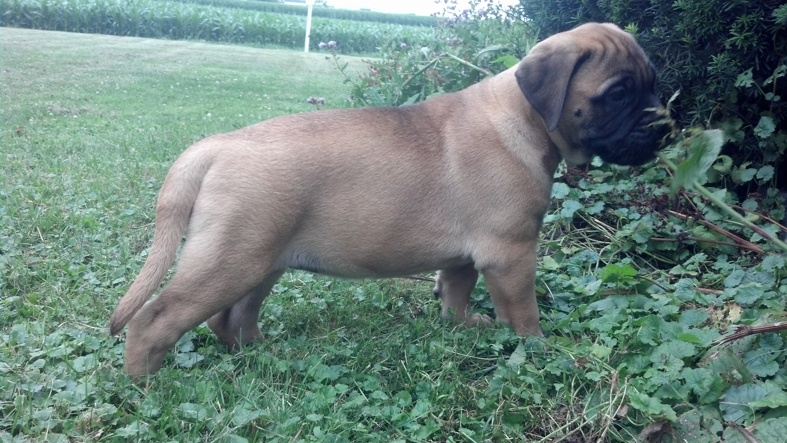 bullmastiff puppies for sale