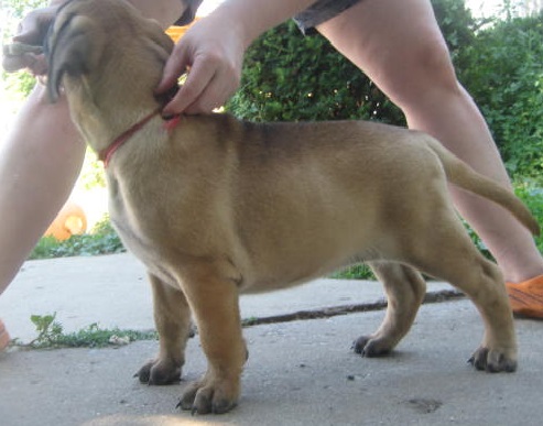 bullmastiff puppies for sale