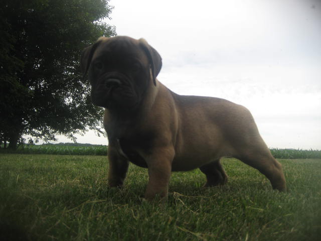 bullmastiff puppies for sale