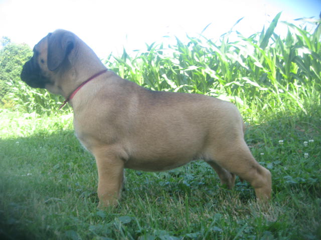 bullmastiff puppies