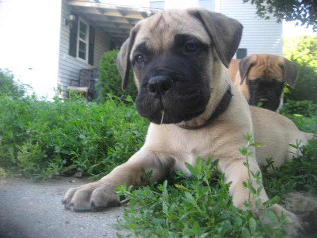bullmastiff puppies for sale
