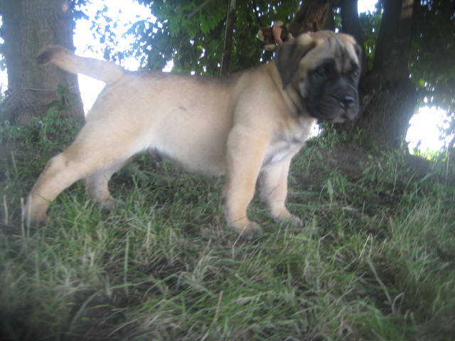 bullmastiff puppies for sale