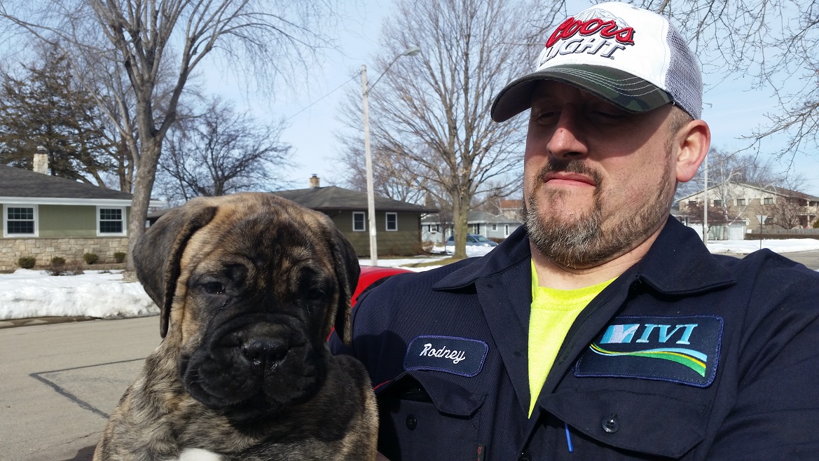 watchman bullmastiff