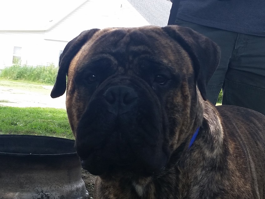 male bullmastiff 