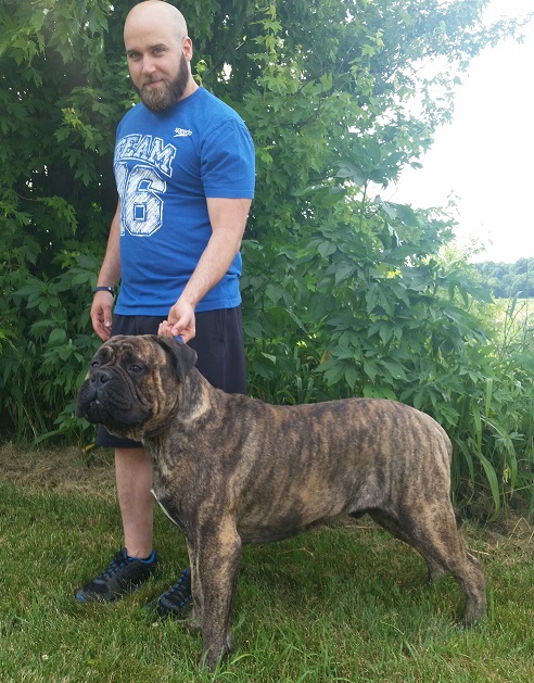 male bullmastiff