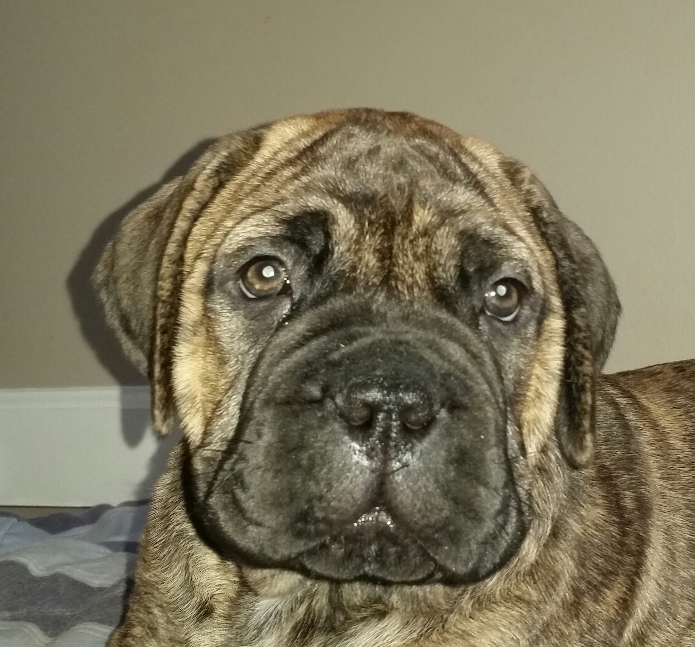 bullmastiff puppies for sale