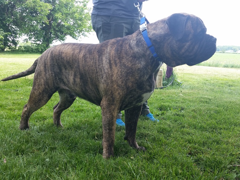 male bullmastiff