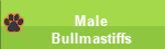 Male Bullmastiffs