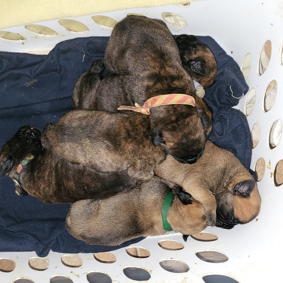bullmastiff puppies for sale