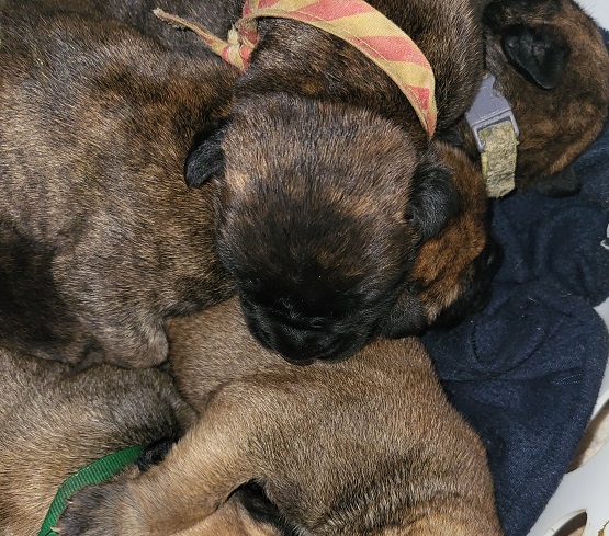 bullmastiff puppies for sale