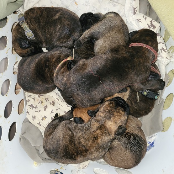 bullmastiff puppies for sale