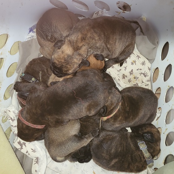 bullmastiff puppies for sale