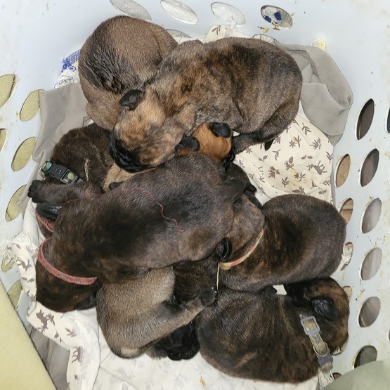 bullmastiff puppies for sale