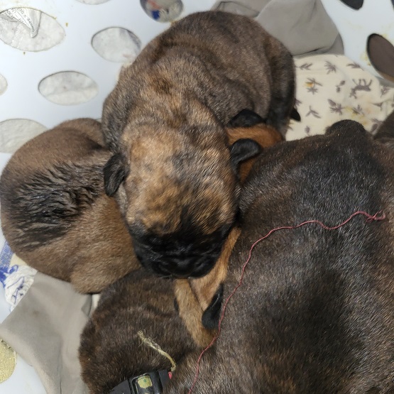 bullmastiff puppies for sale