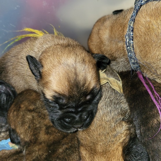 bullmastiff puppies for sale
