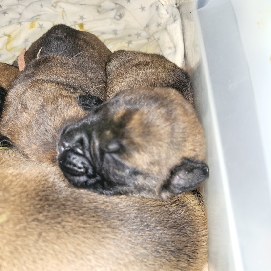 bullmastiff puppies for sale