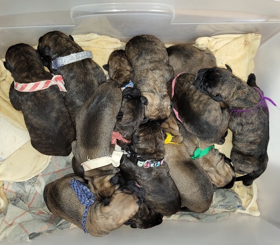bullmastiff puppies for sale